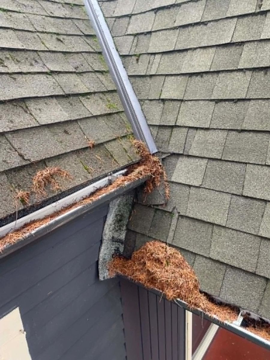Packed debris built up in a rain gutter and sitting on the roof shingles at the roof edge