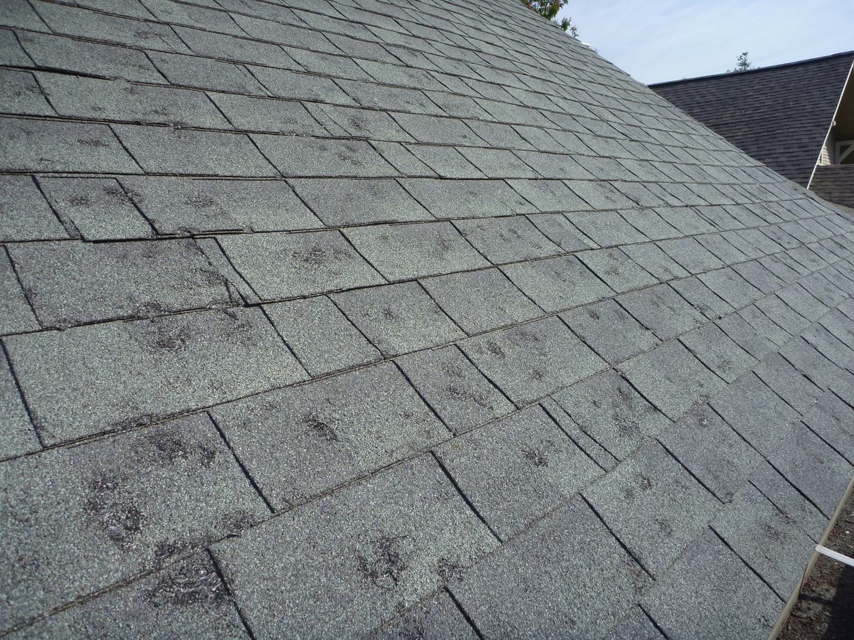 Hail-damaged asphalt shingle roof showing bruising and granule loss from hail strikes