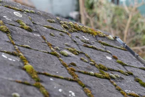 Moss-Growing-On-A-Roof-In-Dallas-Fort-Worth (2)